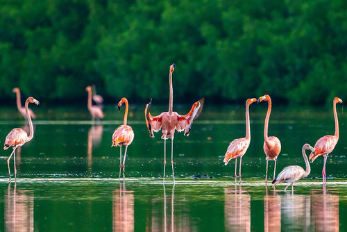 Trinidad-Caroni Swamp. American flamingos in swamp. Poster Print - Gallery Jaynes