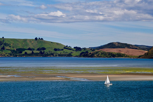 Lone Sailor in New Zealand Poster Print - Vizvary Photography Susan