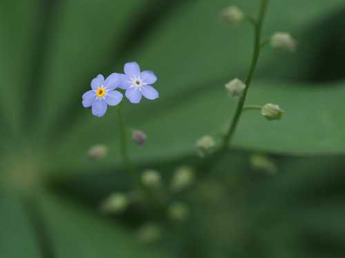 Small Universe Poster Print - Suzanne Bonin