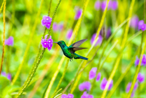 Trinidad. Blue-chinned sapphire hummingbird feeding on vervain flowers. Poster Print - Gallery Jaynes