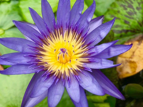Purple Single Flower Poster Print - Vizvary Photography Susan