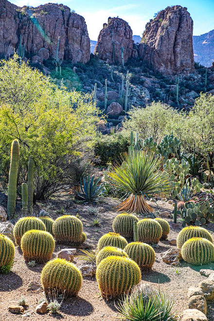 Arizona- USA. Saguaro Cactus Poster Print - Jolly Sienda