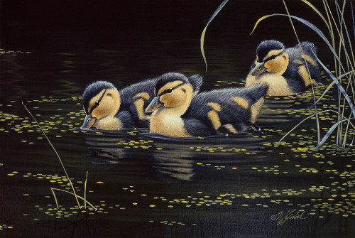 Mallard Ducklings Poster Print - Wilhelm Goebel