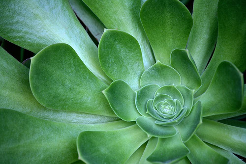 Green Succulent Poster Print - Vizvary Photography Susan