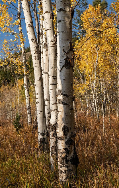 USA-Wyoming. Autumn Aspen near the Oxbow Bend-Grand Teton National Park. Poster Print - Judith Zimmerman