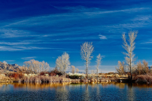 White Reflecting Trees Poster Print - Vizvary Photography Susan