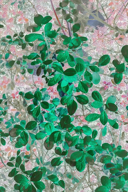Alaska- Denali National Park. Artistic rendering of leaves. Poster Print - Janet Muir