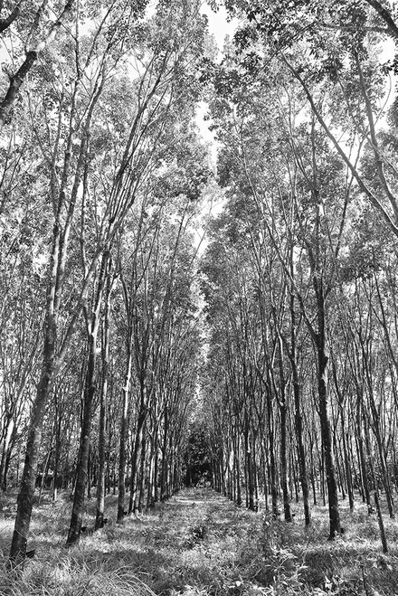 Through The Trees Poster Print - Vizvary Photography Susan