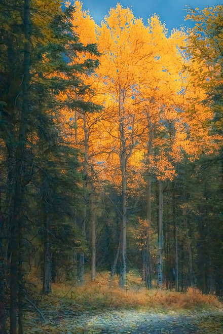 Alaska- Denali National Park. Fall landscape highlighting orange aspen tree.. Poster Print - Janet Muir