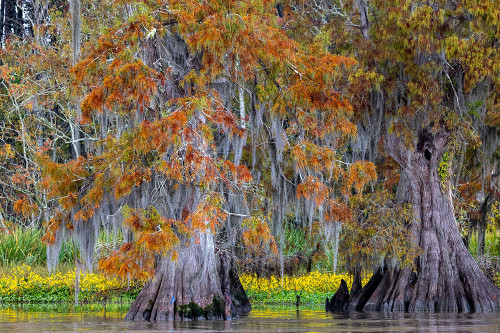 Cypress trees in autumn at Lake Dauterive near Loreauville-Louisiana-USA Poster Print - Chuck Haney