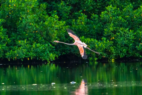 Trinidad-Caroni Swamp. American flamingo in flight. Poster Print - Gallery Jaynes