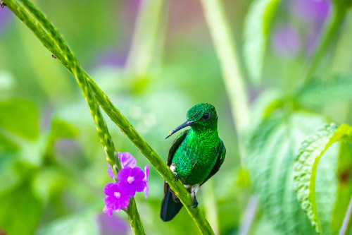 Trinidad. Copper-rumped hummingbird on limb. Poster Print - Gallery Jaynes Trinidad. Copper-rumped hummingbird on limb. Poster Print - Gallery Jaynes