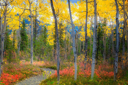 Alaska- Denali National Park. Path along a colorful fall landscape. Poster Print - Janet Muir