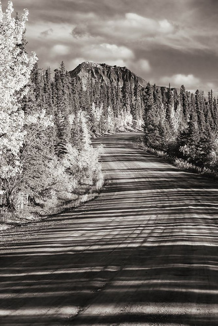Alaska- Denali National Park. Road winding through Denali. Poster Print - Janet Muir