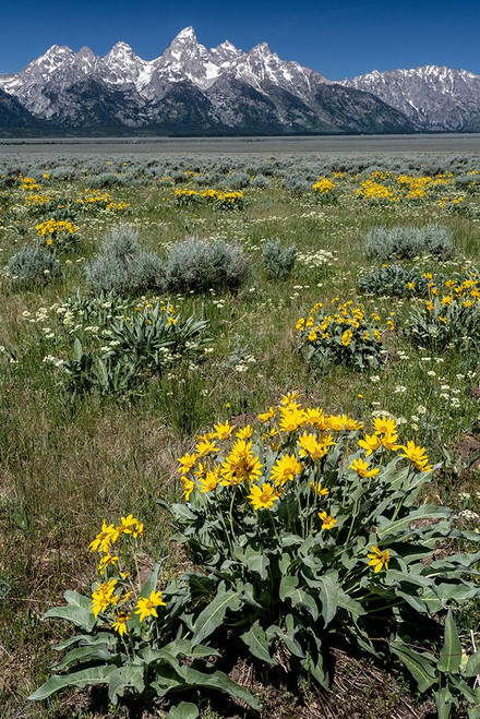 USA-Wyoming. Grand Teton Range and Arrowleaf Balsamroot wildflowers-Grand Teton National Park. Poster Print - Judith Zimmerman
