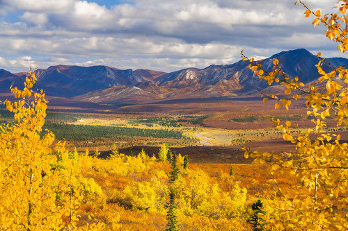 Alaska- Denali National Park. Golden landscape of valley and mountains. Poster Print - Janet Muir