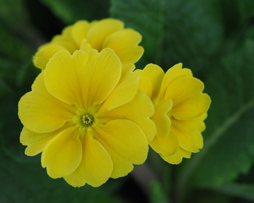 Yellow Trio Poster Print - Suzanne Bonin