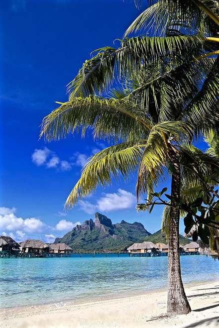 Borabora Palm Tree Poster Print - Vizvary Photography Susan