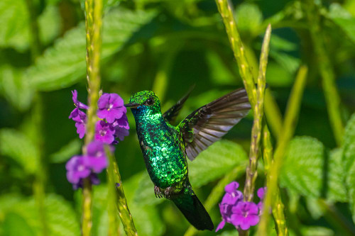 Trinidad. Blue-chinned sapphire hummingbird feeding on vervain flower. Poster Print - Gallery Jaynes
