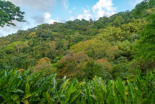 Tobago-Main Ridge Reserve. Jungle landscape on island. Poster Print - Gallery Jaynes
