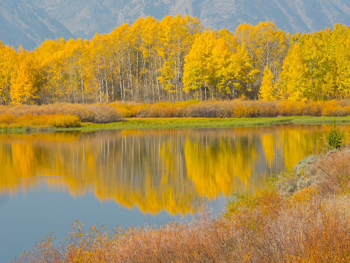 Wyoming- Grand Teton National Park. Golden Aspen trees- reflected in Snake River at Oxbow Bend Poster Print - Jamie and Wild
