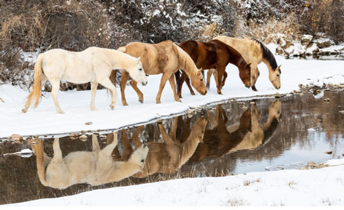 USA- Shell- Wyoming. Hideout Ranch horses in reflection Shell Creek. Poster Print - Darrell Gulin