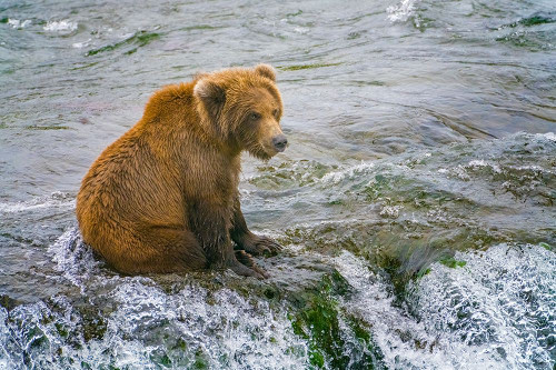 Alaska- Brooks Falls. A grizzly cub sits at the top of the waterfall. Poster Print - Janet Muir