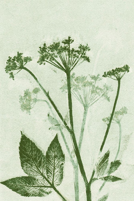 Ground Elder Green Poster Print - Pernille Folcarelli