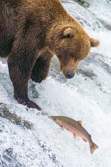 Alaska- Brooks Falls. Grizzly bear at the top of the falls watching a fish jump. Poster Print - Janet Muir