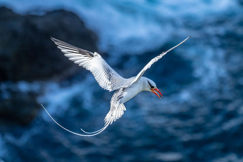 Tobago. Red-billed tropicbird in flight. Poster Print - Gallery Jaynes