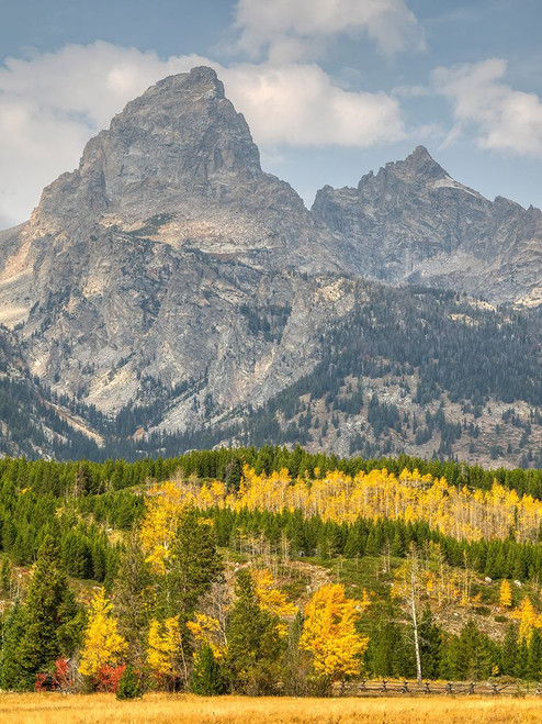 Wyoming- Grand Teton National Park. Teton Range with Grand Teton and golden Aspen trees Poster Print - Jamie and Wild
