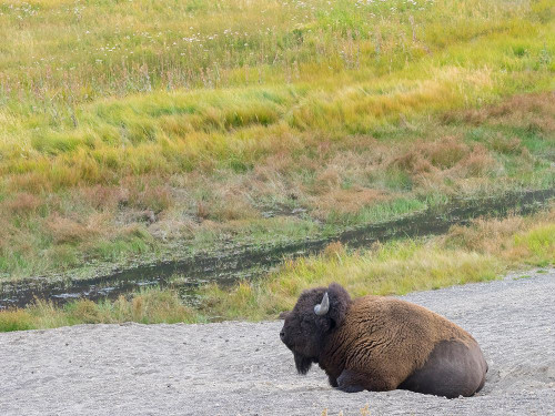 Wyoming- Yellowstone National Park. Mature Bull Bison Poster Print - Jamie and Wild