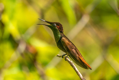 Tobago. Ruby topaz hummingbird on limb. Poster Print - Gallery Jaynes