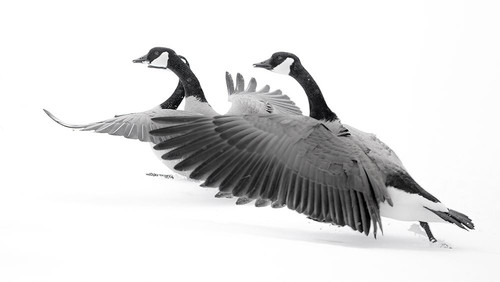 Wyoming. Two Canadian geese taking flight. Poster Print - Janet Muir