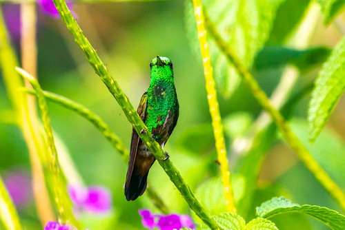 Tobago. Copper-rumped hummingbird on limb. Poster Print - Gallery Jaynes