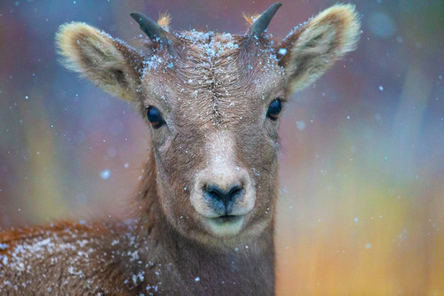 Wyoming. A young mountain goats first snow. Poster Print - Janet Muir