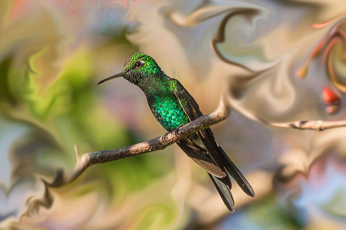 Cuba. An artistic rendering of a bee hummingbird. Poster Print - Janet Muir