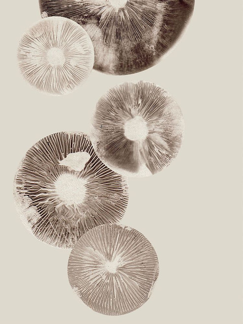 Mushroom 6 Light Brown Poster Print - Pernille Folcarelli