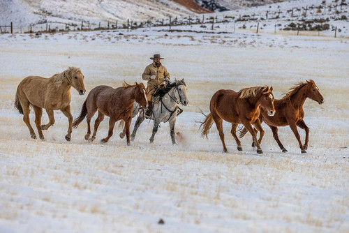 USA- Wyoming. Hideout Horse Ranch- wrangler and horses in snow. Poster Print - Hollice Looney