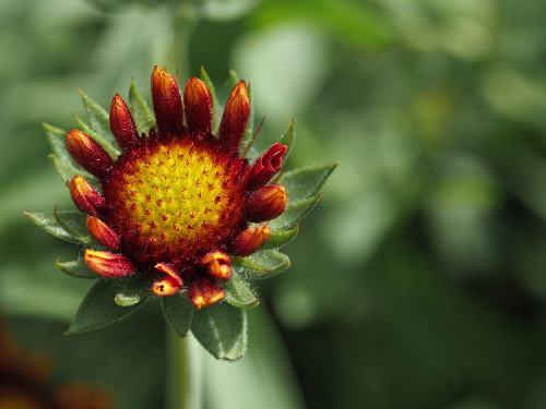 Rebel Poster Print - Suzanne Bonin