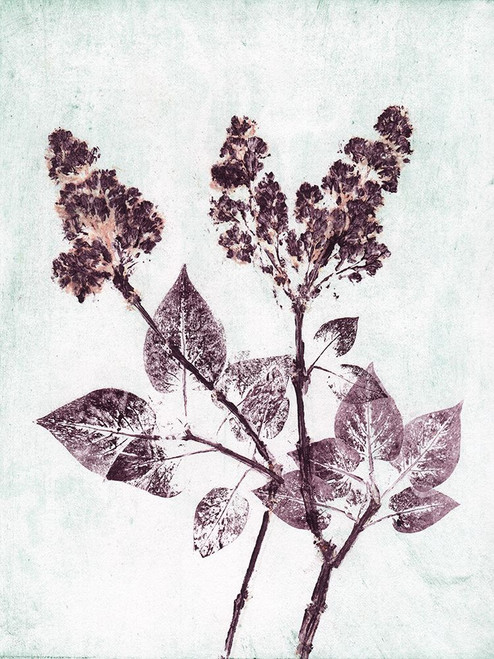 Lilac 1 Aqua Plum Poster Print - Pernille Folcarelli
