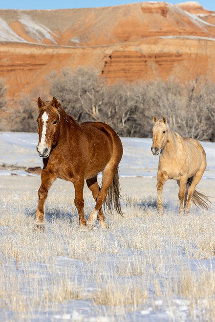 USA- Wyoming. Hideout Horse Ranch- horses in snow. Poster Print - Hollice Looney