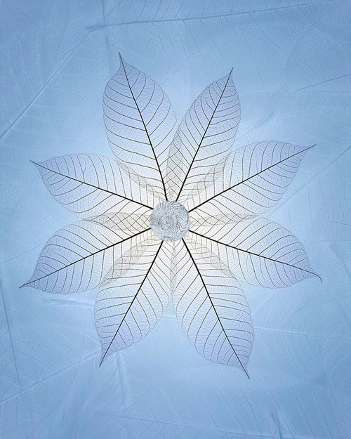 USA- Washington State- Seabeck. Skeletonized leaf pattern. Poster Print - Gallery Jaynes