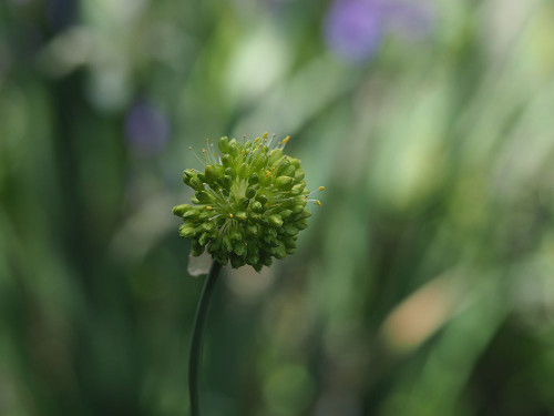 Ornamental Onion Poster Print - Suzanne Bonin
