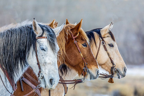 USA- Wyoming. Hideout Horse Ranch- horses in a Row. Poster Print - Hollice Looney