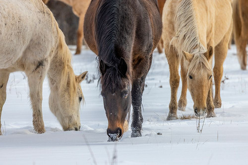 USA- Wyoming. Hideout Horse Ranch- horses grazing in the snow. Poster Print - Hollice Looney