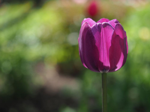 Lovely Lady Poster Print - Suzanne Bonin