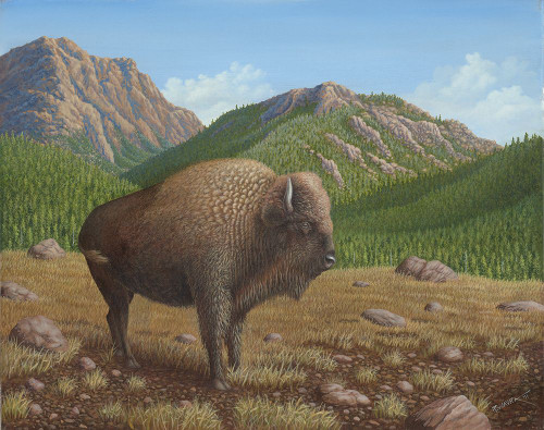 Bison Poster Print - Robert Wavra