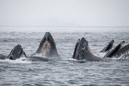 USA-SE Alaska-Inside Passage-Fredrick Sound. Humpback whales bubble net feeding. Poster Print - Cindy Miller Hopkins