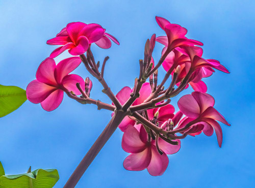 Pink frangipani plumeria-Waikiki-Honolulu-Hawaii. Poster Print - William Perry